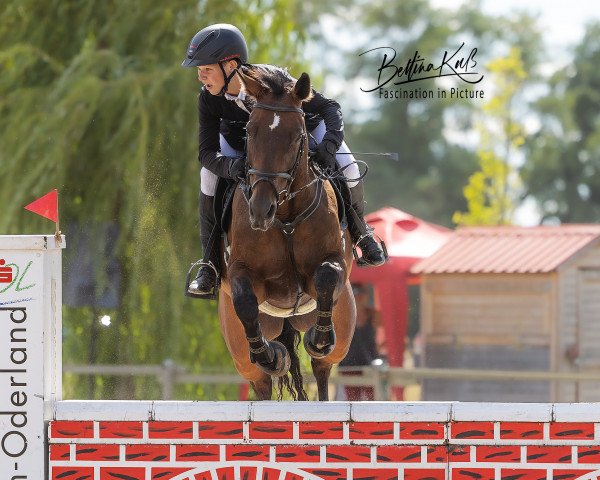 broodmare Cassandra 332 (German Sport Horse, 2008, from Con Sherry)