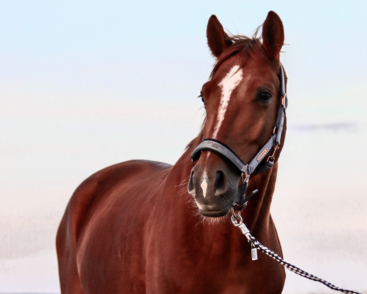 Dressurpferd Baltic Dream of Sunrise (Hannoveraner, 2016, von Belantis)