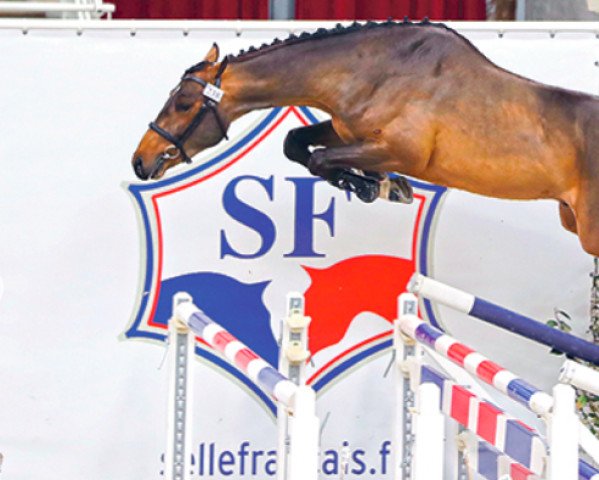 horse Konte du Linon (Selle Français, 2020, from Conte Bellini)