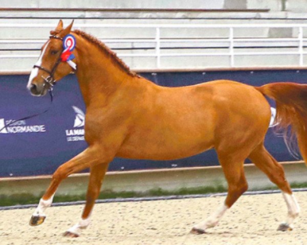 horse Jet des Forets (Selle Français, 2019, from Untouchable)