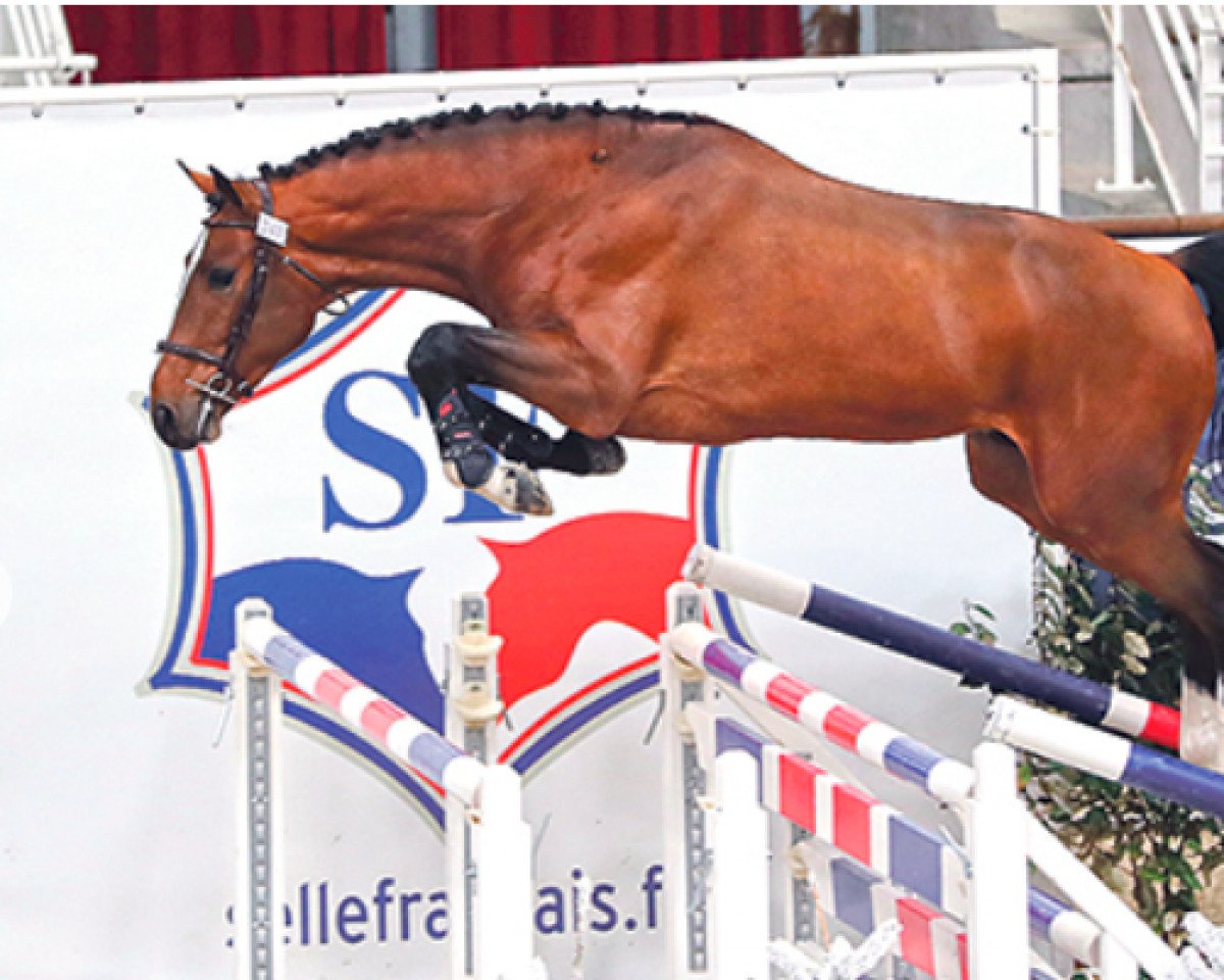 horse Kasallito des Forets (Selle Français, 2020, from Casall Ask)