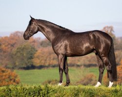 stallion Joker d'Euskadi (Selle Français, 2019, from Diarado)