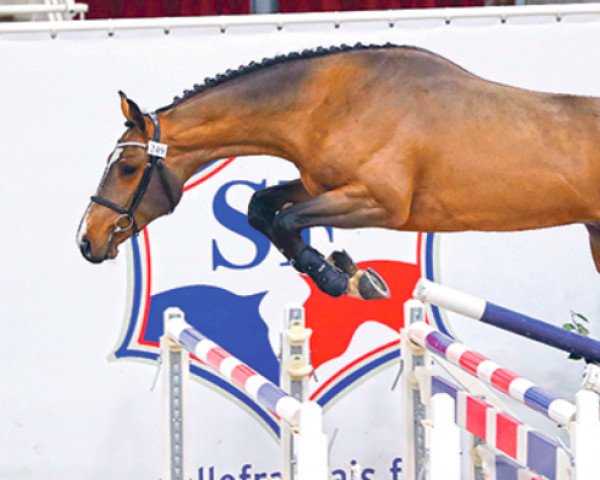 horse Katoki de Riverland (Selle Français, 2020, from Catoki)