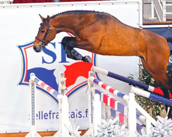 horse Kado de Félines (Selle Français, 2020, from Conthargos)