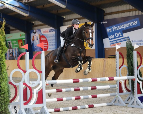 jumper Zaire (Oldenburg show jumper, 2013, from Zambesi TN)