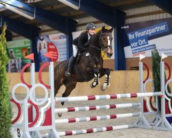 jumper Zaire (Oldenburg show jumper, 2013, from Zambesi TN)