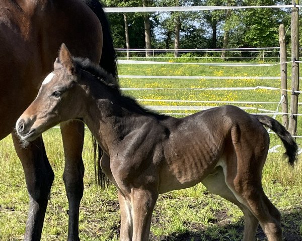 horse Pakuna Pinu JC (Holsteiner, 2022, from Crunch 3)