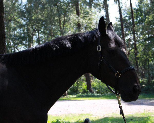 jumper Rossini 273 (Westphalian, 2009, from Rock Forever NRW)