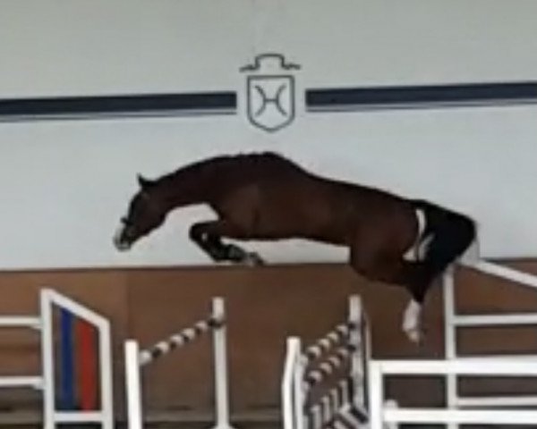 horse Million Cent (Holsteiner, 2019, from Million Dollar)