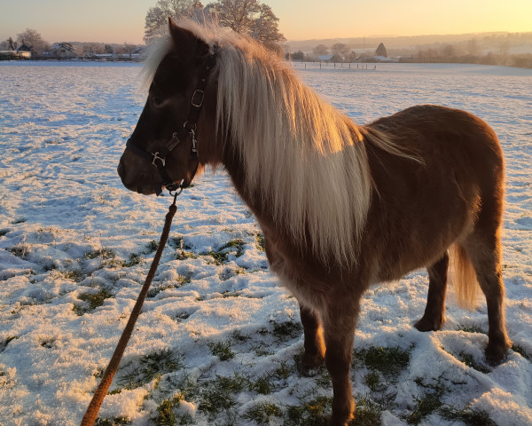 horse Belmondo (German Classic Pony, 2018, from Brento)