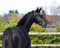 stallion Toto Power (KWPN (Royal Dutch Sporthorse), 2020, from Glock's Toto Jr.)