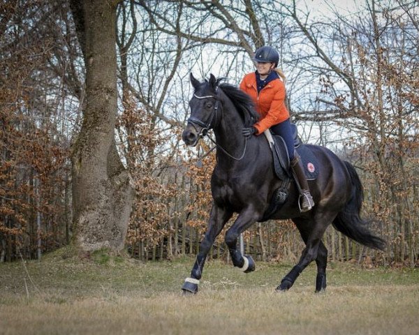 dressage horse Tamino (Oldenburg, 2014, from Tomahawk)