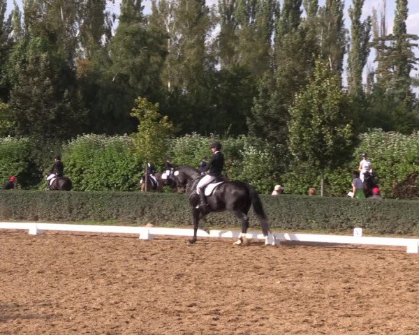 Reitturnier Westeregeln 2021