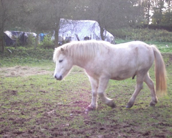 horse Granat (Shetland Pony, 1996, from Grenoble)