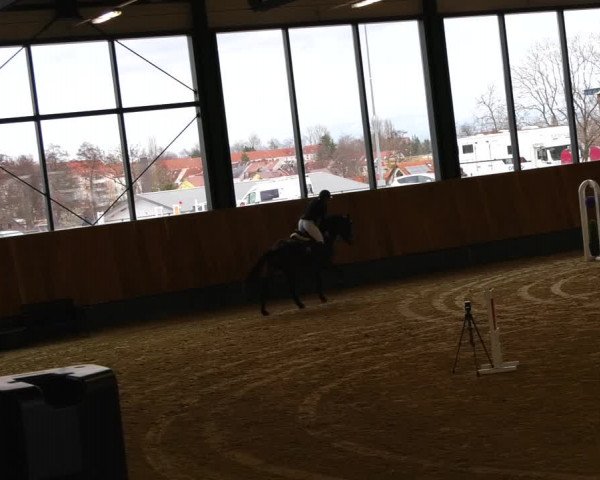 Reitturnier Zwickau 2023