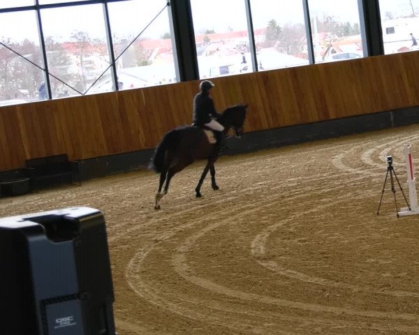 Reitturnier Zwickau 2023