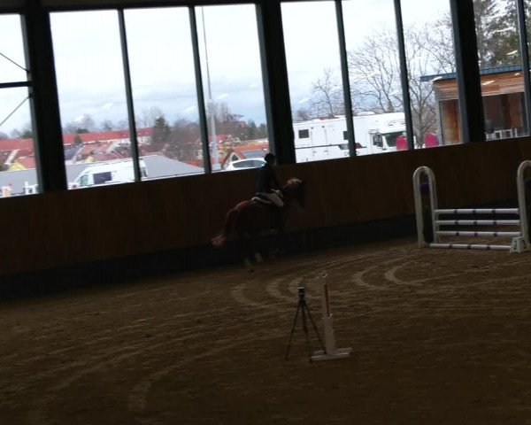 Reitturnier Zwickau 2023