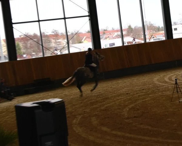 Reitturnier Zwickau 2023