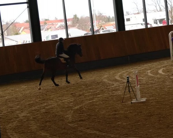 Reitturnier Zwickau 2023