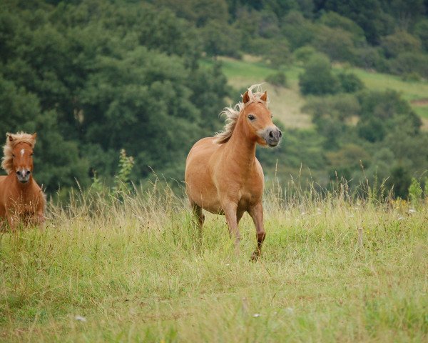 horse Jeremy (German Classic Pony, 2003, from Justin)