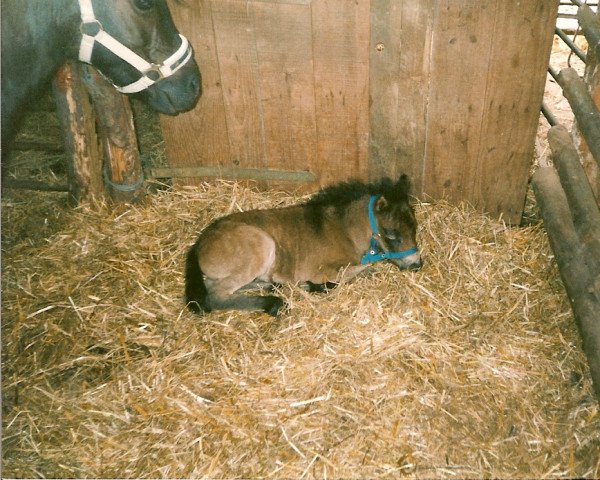 horse Fortuna (German Classic Pony, 2002, from Justin)