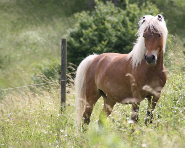 horse Joschy (German Classic Pony,  , from Jim vom Talhof)