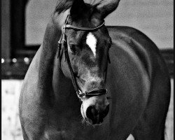 jumper Can Fly 26 (Zangersheide riding horse, 2014, from Crowntano Z)