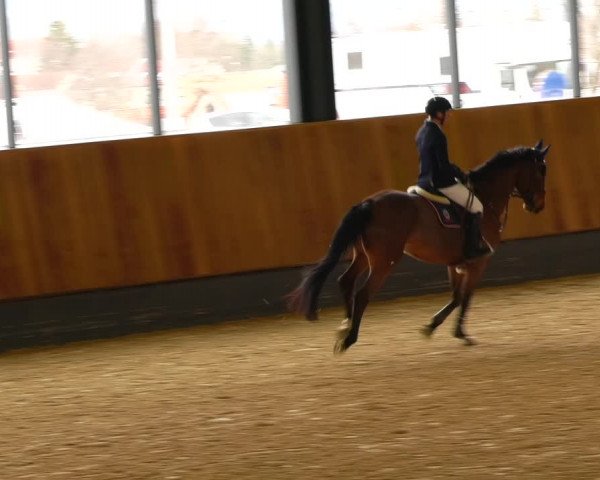 Reitturnier Zwickau 2023