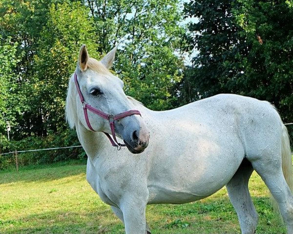 horse Limited (German Warmblood, 1996, from Rheingraf)