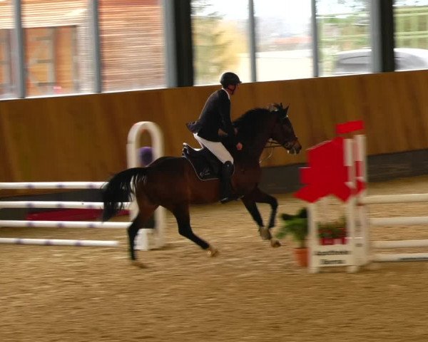 Reitturnier Zwickau 2023