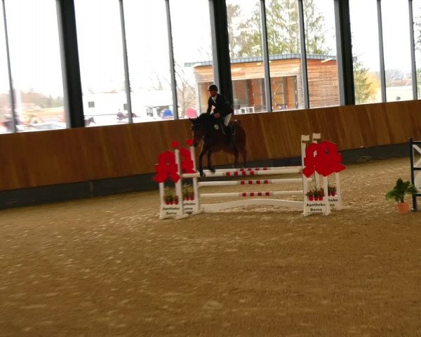 Reitturnier Zwickau 2023