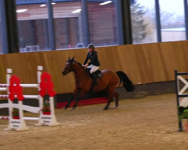 Reitturnier Zwickau 2023