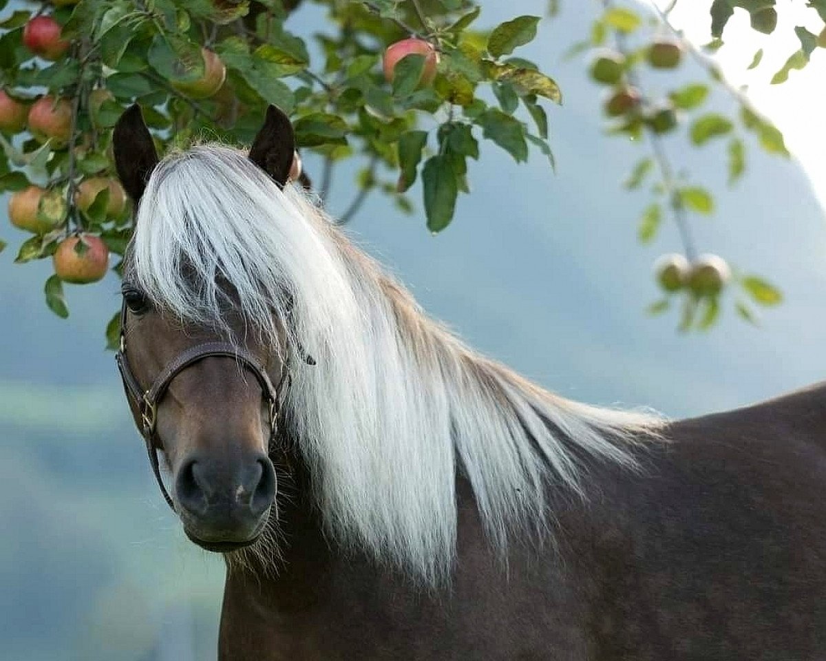 broodmare Hescada von Clus (German Classic Pony, 2013, from KC Coyne Connection)