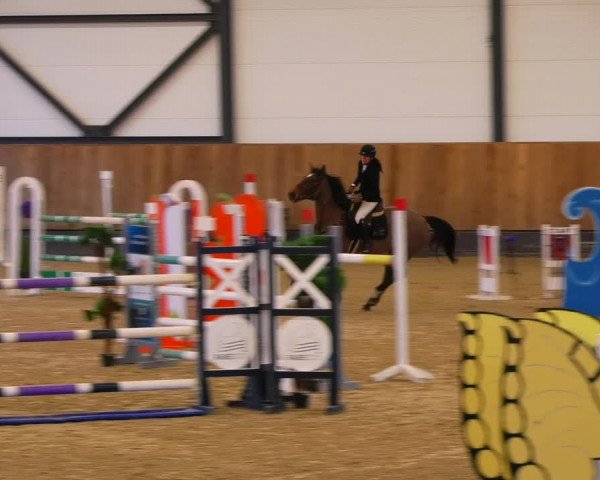 Reitturnier Zwickau 2023