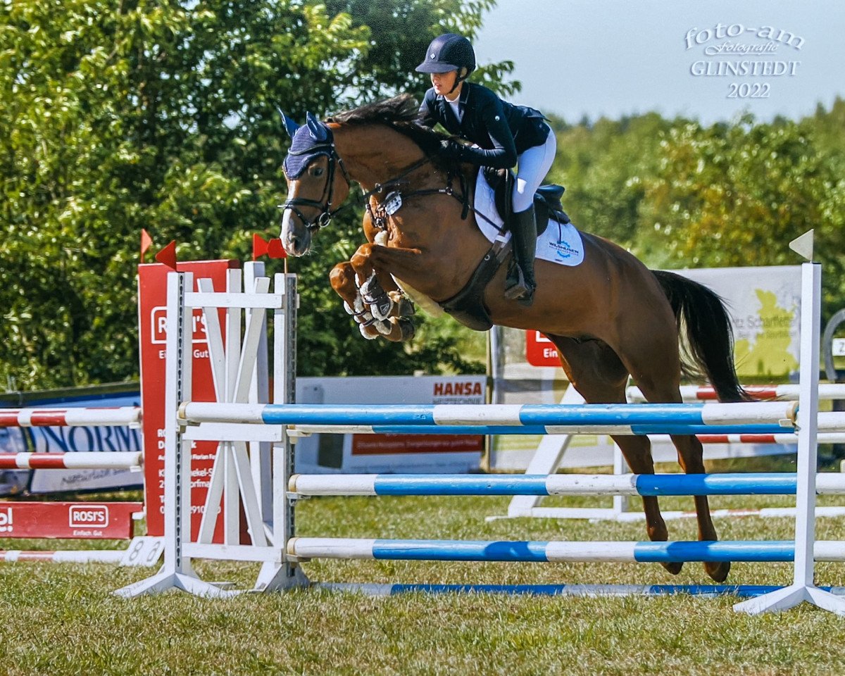 Springpferd Nico 1509 (Holsteiner, 2017, von Colman)