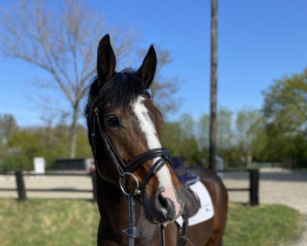 jumper Chuck Norris 35 (Oldenburg show jumper, 2018, from Cascadello)