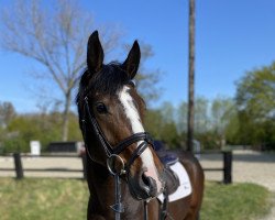 jumper Chuck Norris 35 (Oldenburg show jumper, 2018, from Cascadello)