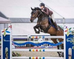 jumper van Sandro Mre (Austrian Warmblood, 2009)