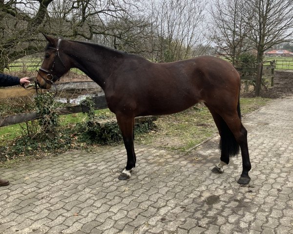 Springpferd Carlita (Westfale, 2019, von C-Trenton Z)