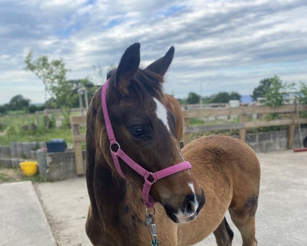 horse Romeo S (Oldenburg, 2022, from Rotspon)