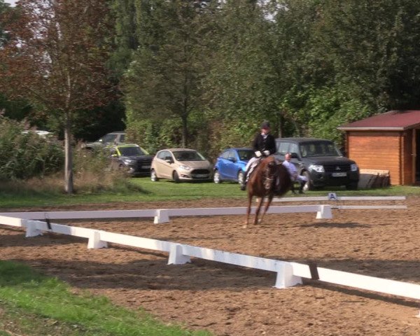 Reitturnier Westeregeln 2021