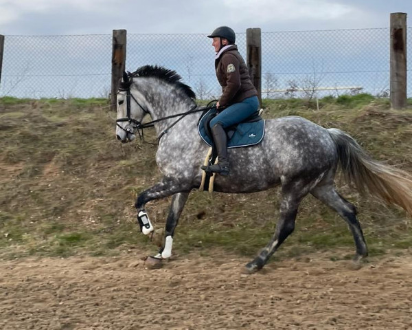 horse La Bandita (German Sport Horse,  , from Eldorado de Hus)