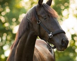 Broodmare Shelly F (Westphalian, 2014, from Sezuan)