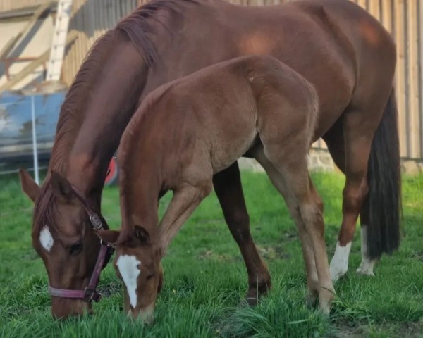 Pferd Campari Royal (Deutsches Sportpferd, 2022, von Prinz Ludwig)