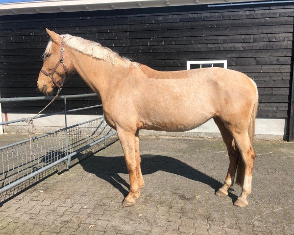 horse Luna (KWPN (Royal Dutch Sporthorse), 2012, from Magic Memphis)