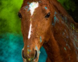 Springpferd Theo (Deutsches Reitpony, 2007, von Trentino)