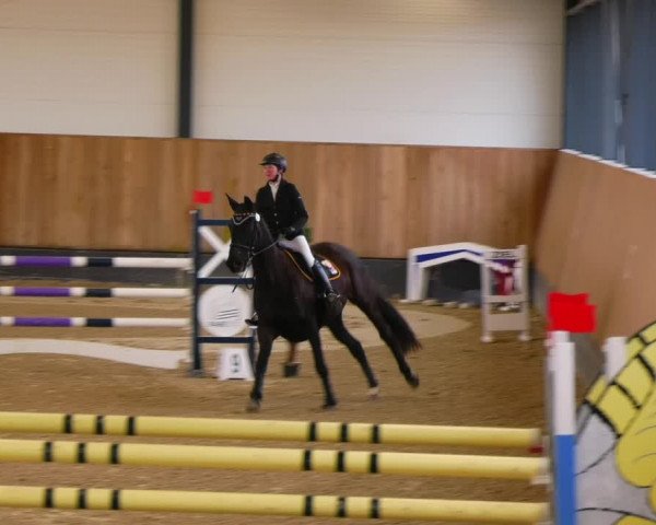Reitturnier Zwickau 2023