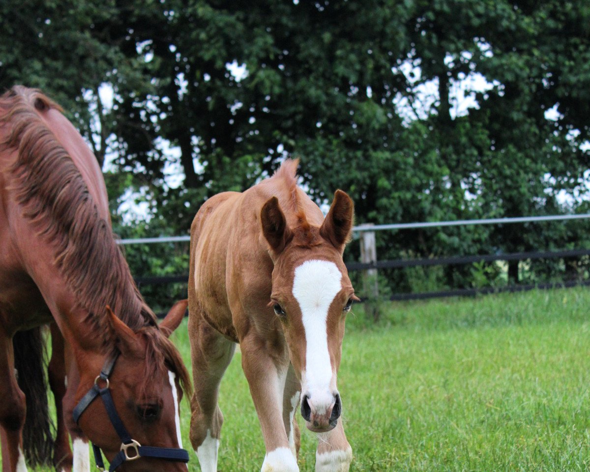 broodmare Café de Paris (German Riding Pony, 2022, from Genesis BL)