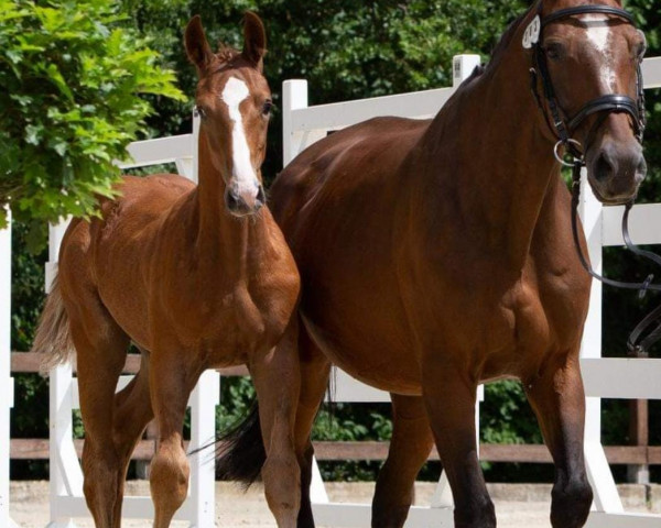 horse Chacor M (Oldenburg show jumper, 2022, from Chacfly PS)
