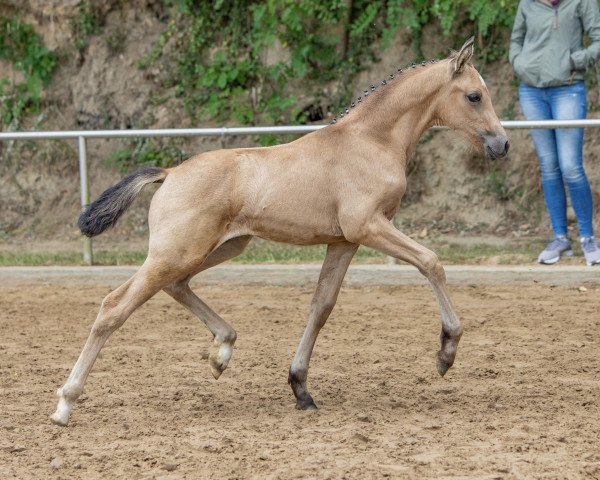 horse Daisy Flower L (German Riding Pony, 2022, from Neverland WE)